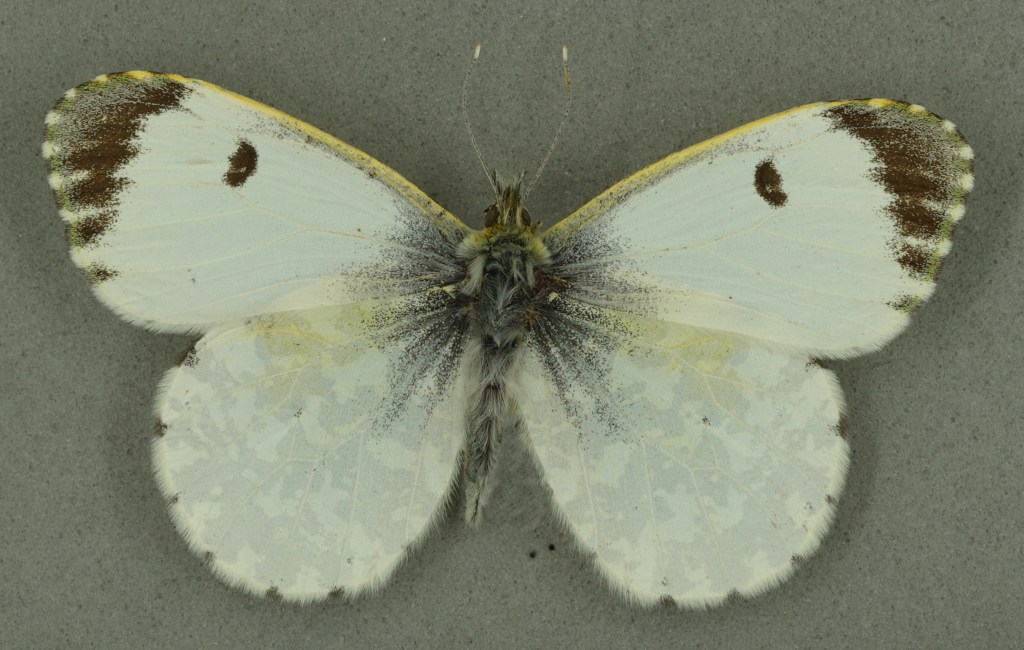 Orange tip female, University Museum of Zoology collection. Copyright University of Cambridge