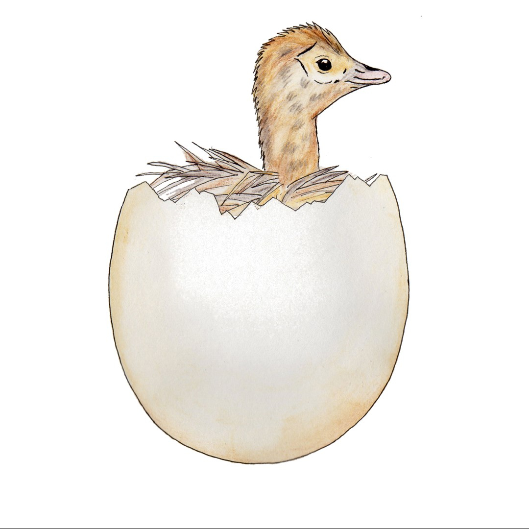 Illustration of ostrich egg with chick inside