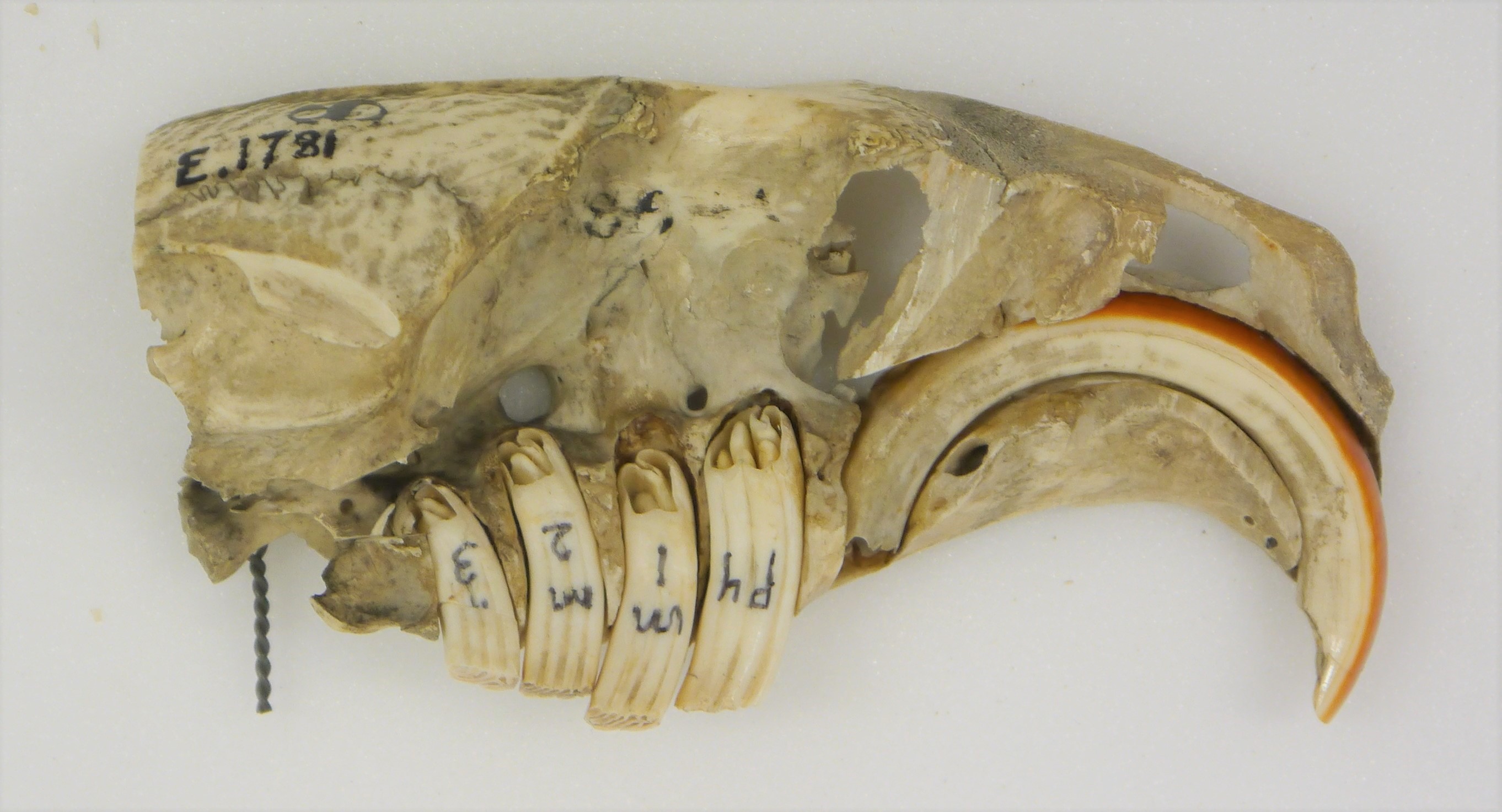 Photograph of a beaver skull showing the extent of the teeth