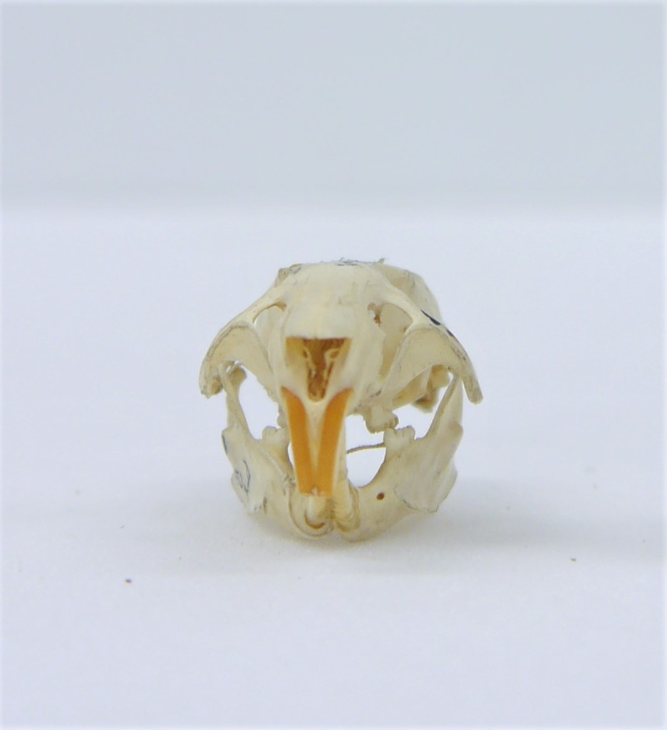 Photograph of a rat skull in front view