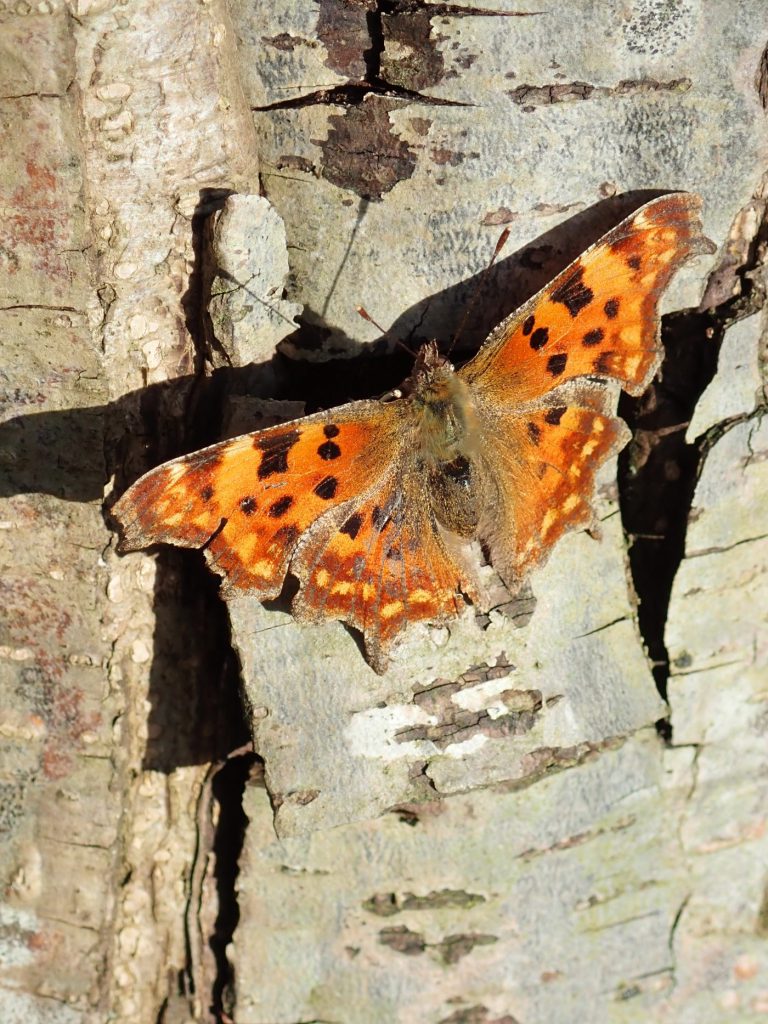 Photograph of a comma butterfly