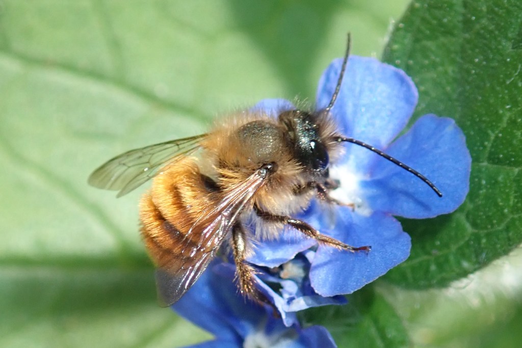 Photograph of a mason bee
