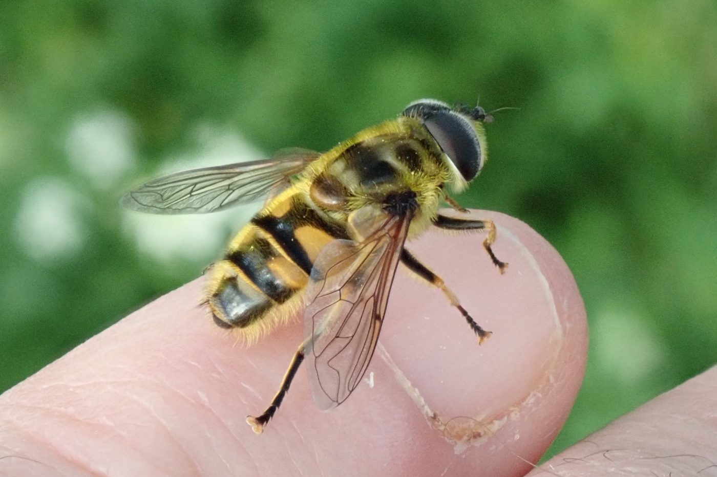 Insect-eye view – Museum of Zoology Blog