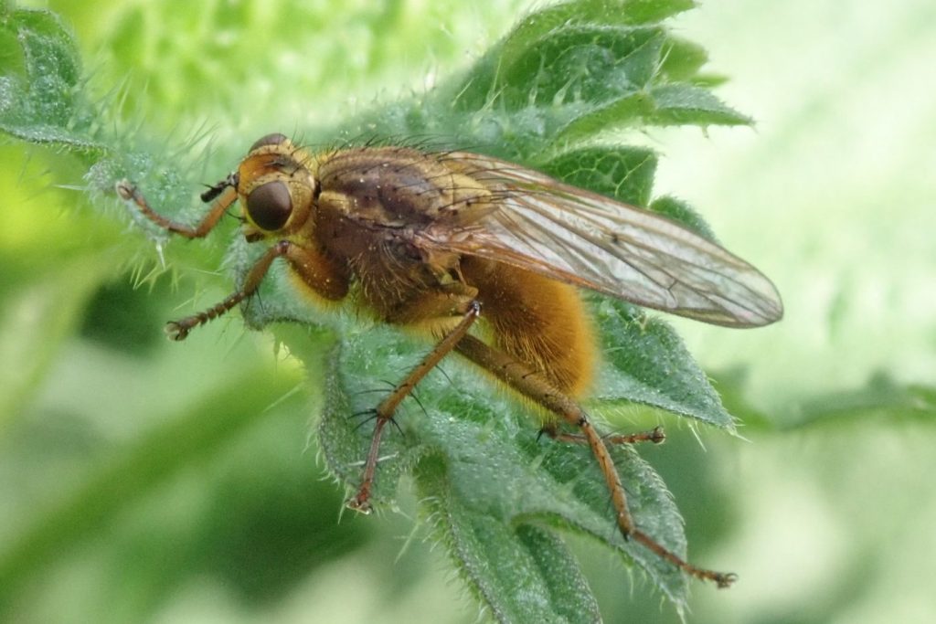 Photograph of a common dung fly
