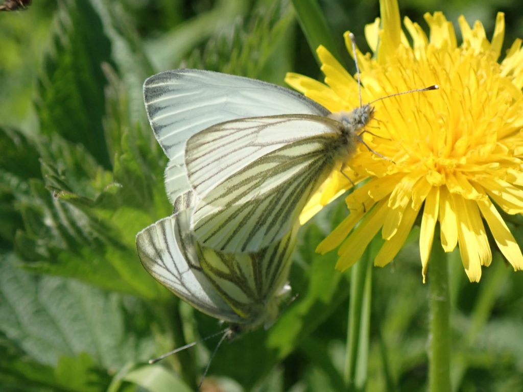 Photograph of a pair of mating green-veined white butterflies