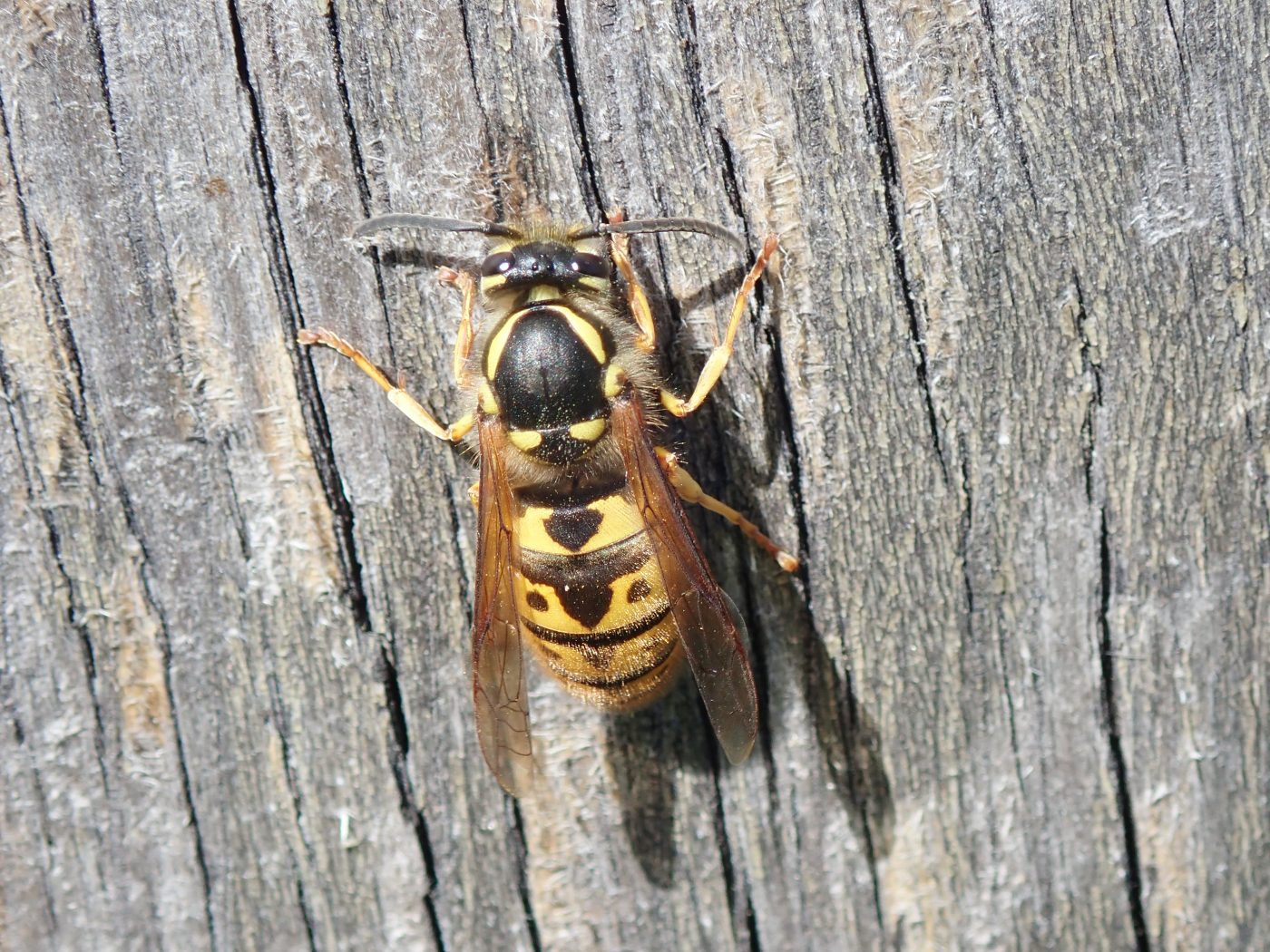 An Insect A Day – Museum of Zoology Blog