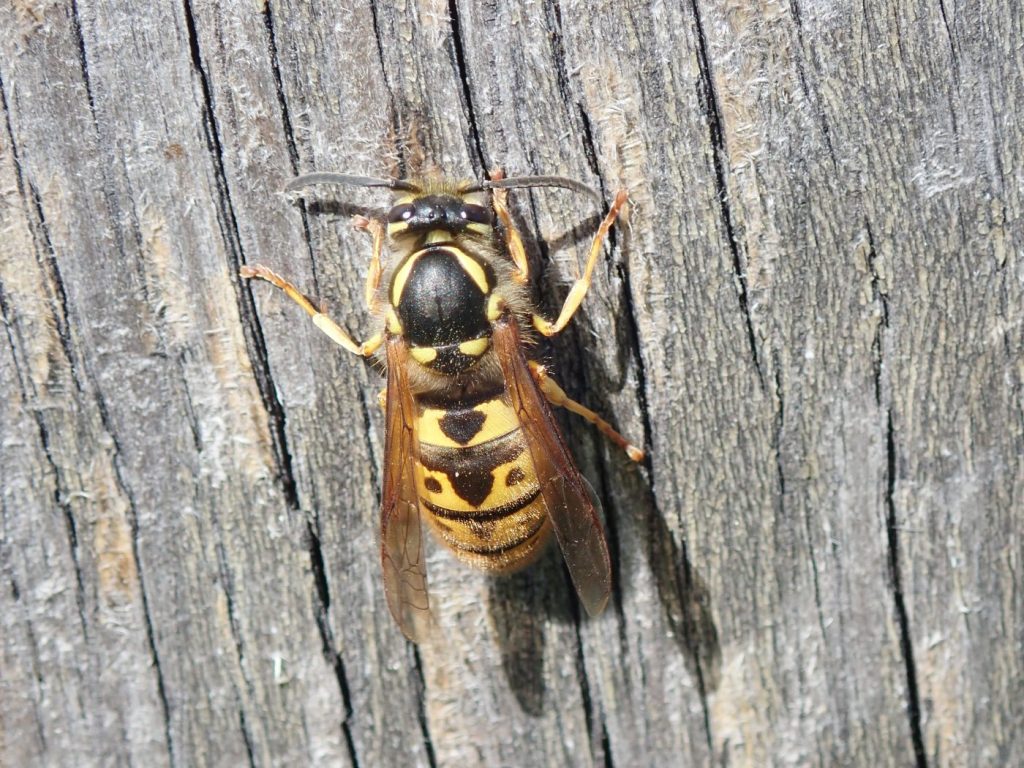 Photograph of a queen wasp