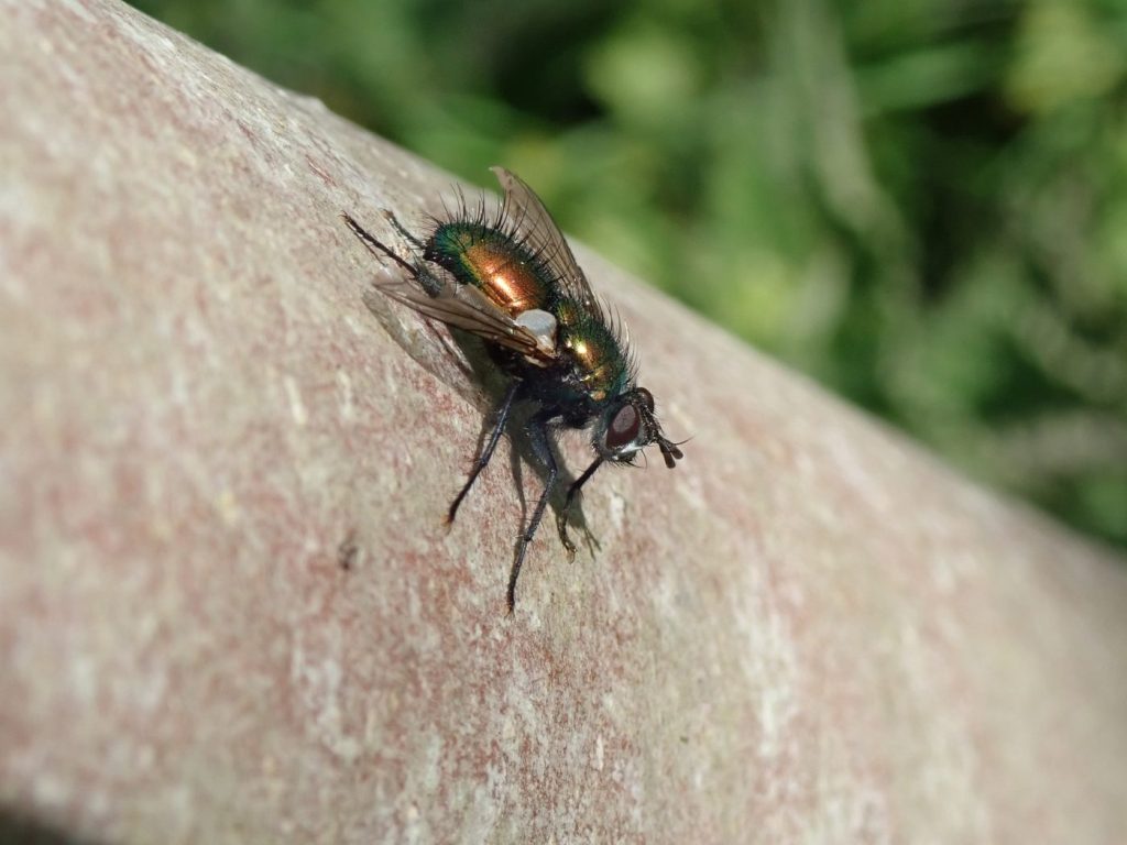 Photograph of a metallic green fly