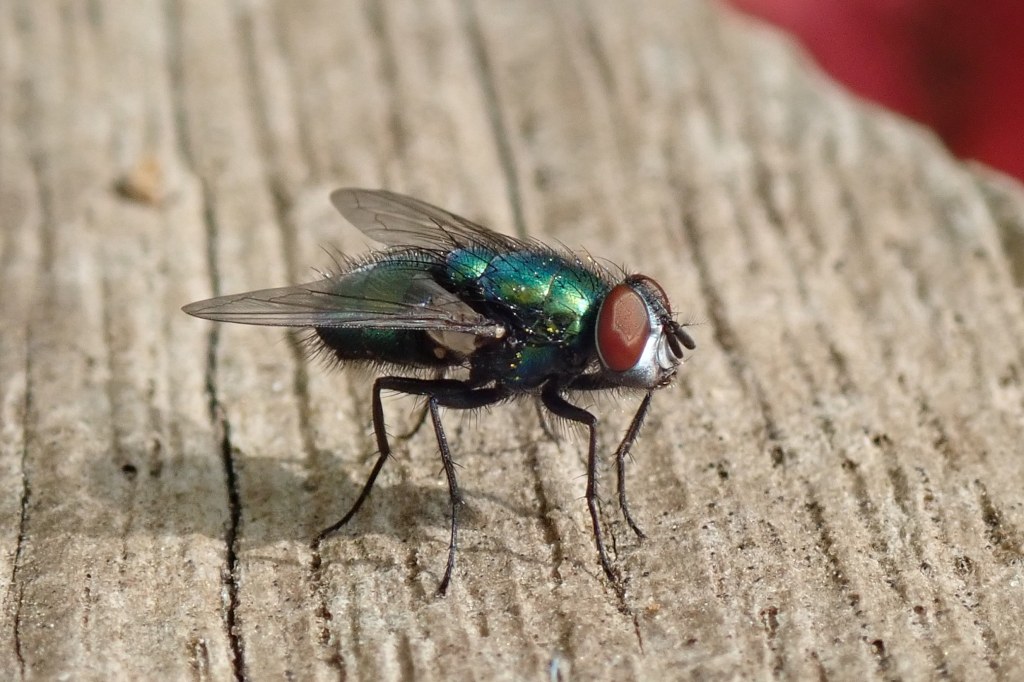 Photograph of a greenbottle fly