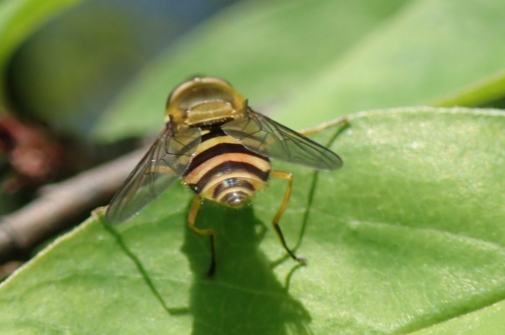 Photograph of a common hoverfly