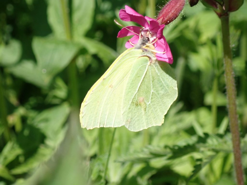Photograph of a brimstone butterfly feeding on campion