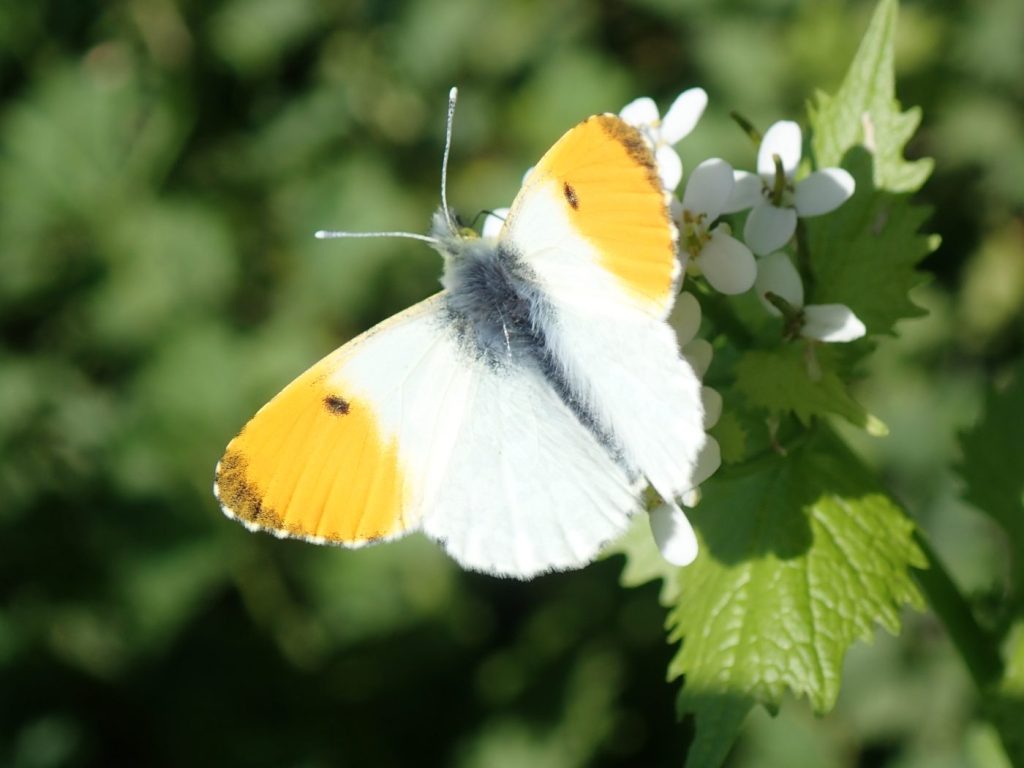 Orange-tip Butterfly