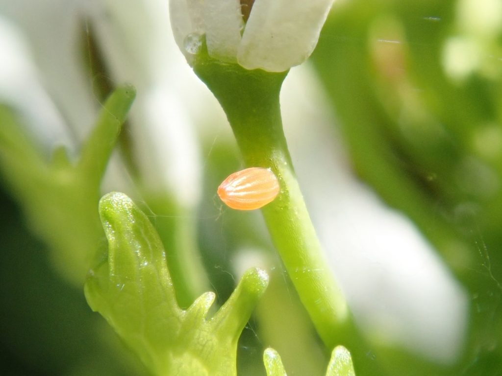 Orange-tip Butterfly egg