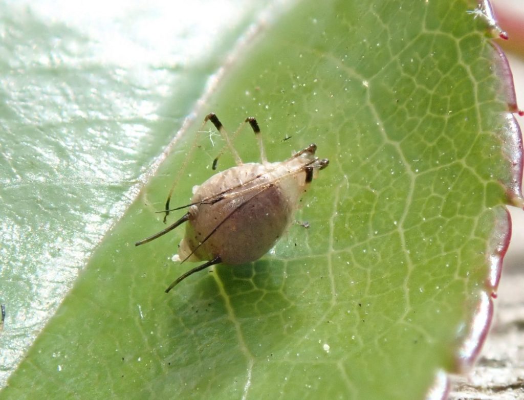 Photograph of an aphic