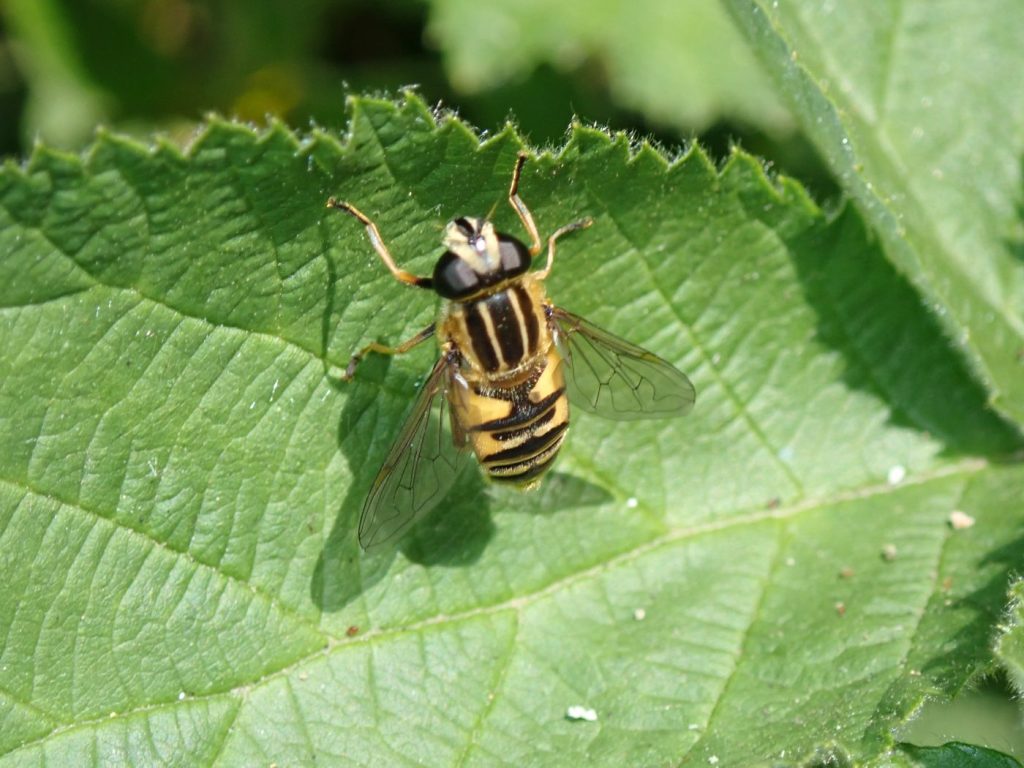 Photograph of a hoverfly
