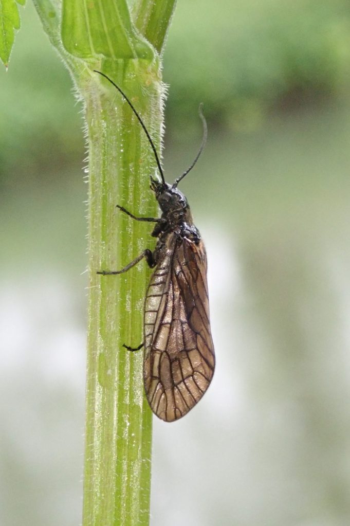 Photograph of an alder fly