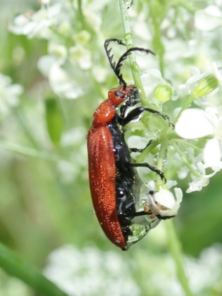 Photograph of a cardinal beetle