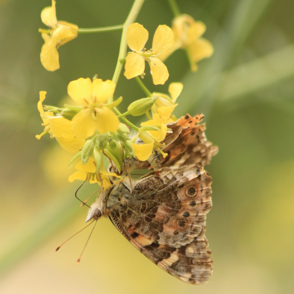 Painted lady butterfly, Vanessa cardui. Underwing view. Credit Andrew Bladon