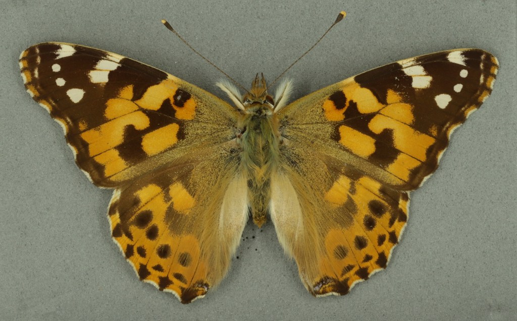 Painted lady butterfly, Vanessa cardui
