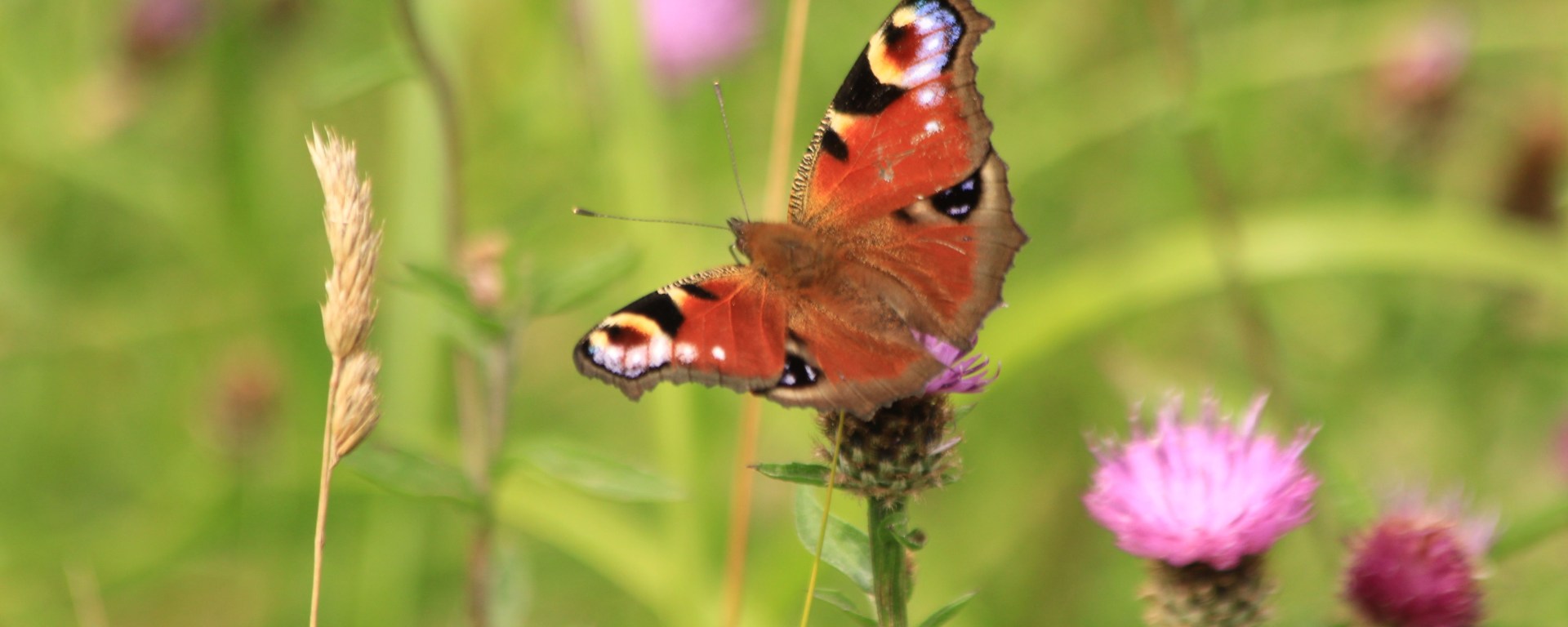 Peacock butterfly image credit Andrew Bladon