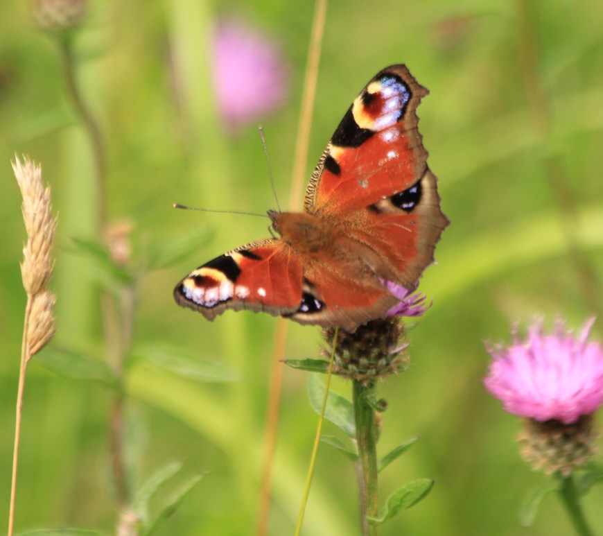 Peacock butterfly image credit Andrew Bladon