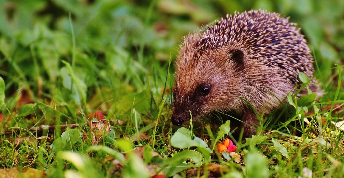 Hedgehog on grass