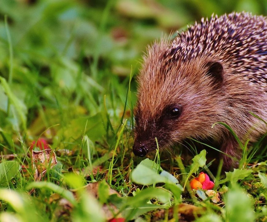 Hedgehog on grass