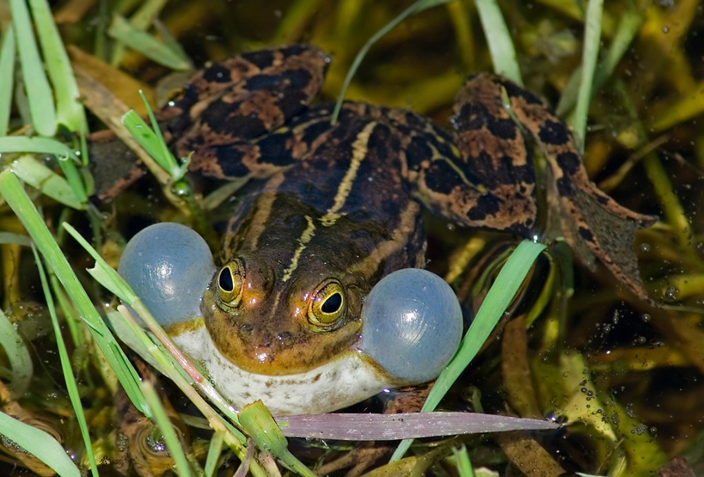 photograph of a pool frog