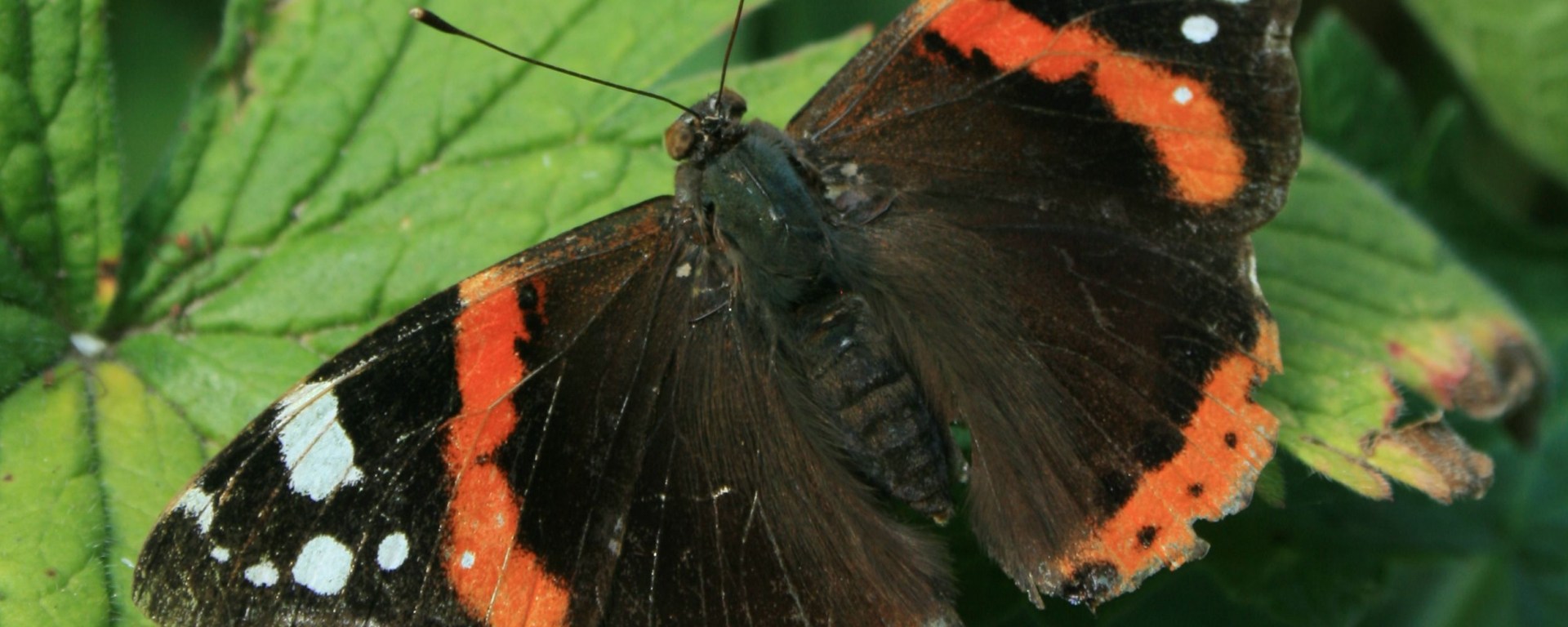 Red admiral butterfly, Vanessa atalanta. Image credit Andrew Bladon