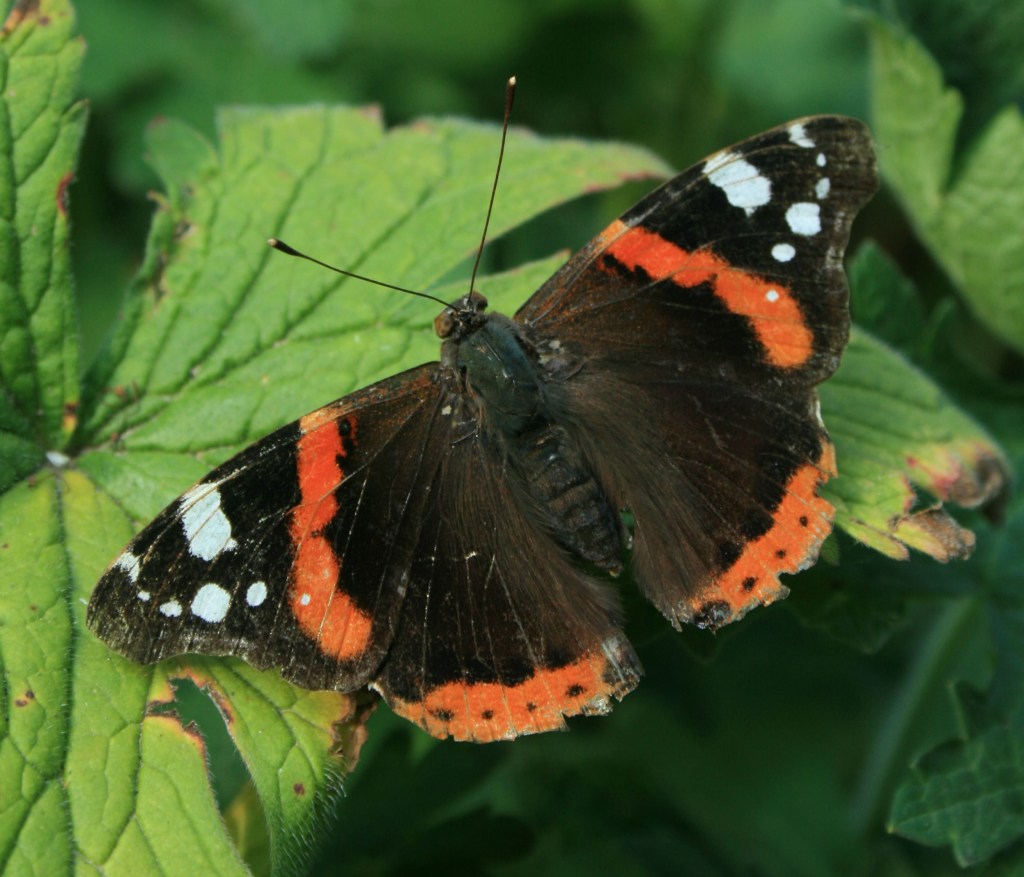 Red admiral butterfly, Vanessa atalanta. Image credit Andrew Bladon