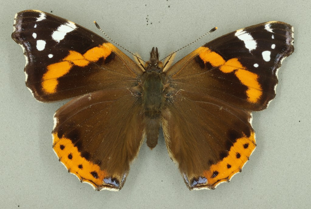 Red admiral, Vanessa atalanta