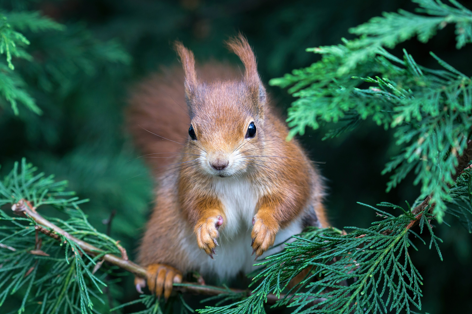 Red squirrel in a conifer