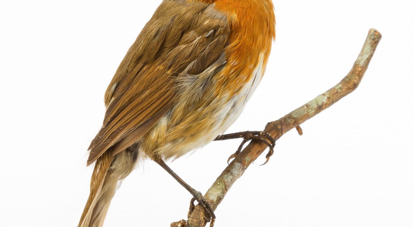 Robin specimen at the Museum of Zoology