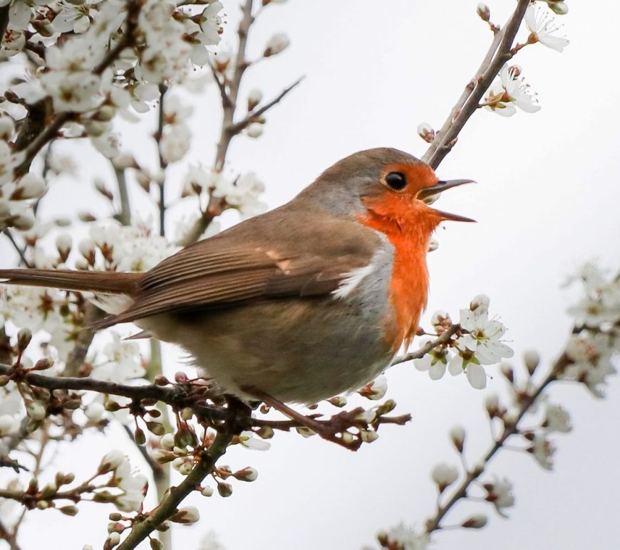 Photograph of robin singing