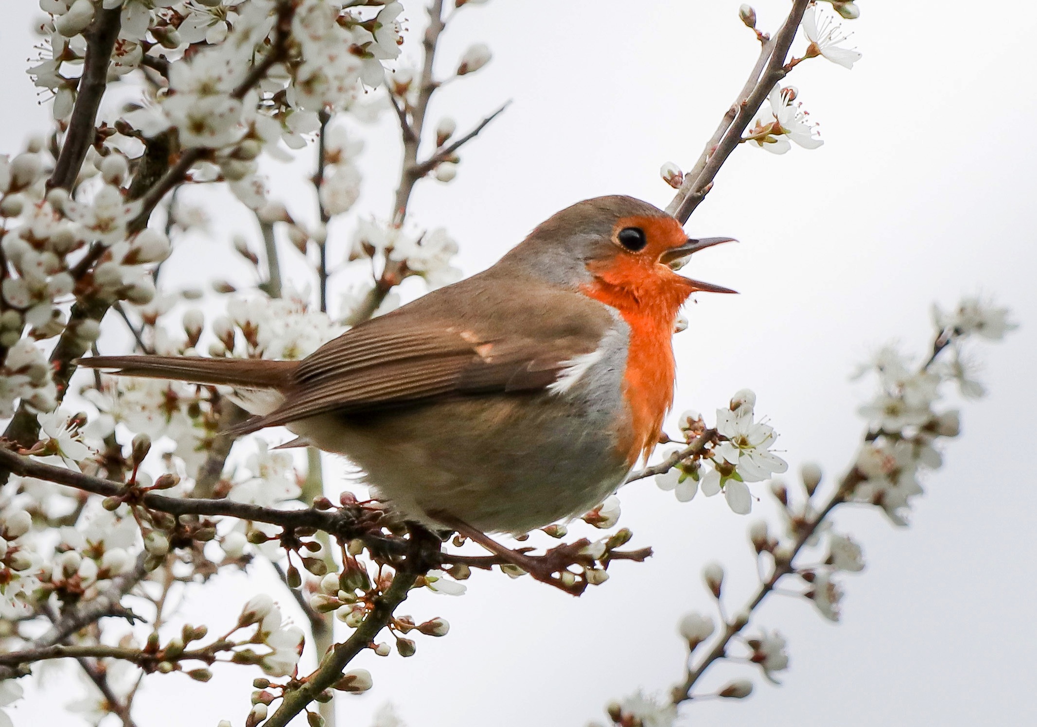 Photograph of robin singing