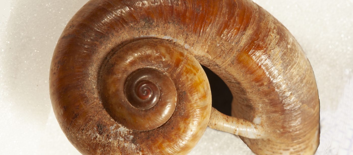 Shell University Museum of Zoology, copyright University of Cambridge, Jamie Gundry CC