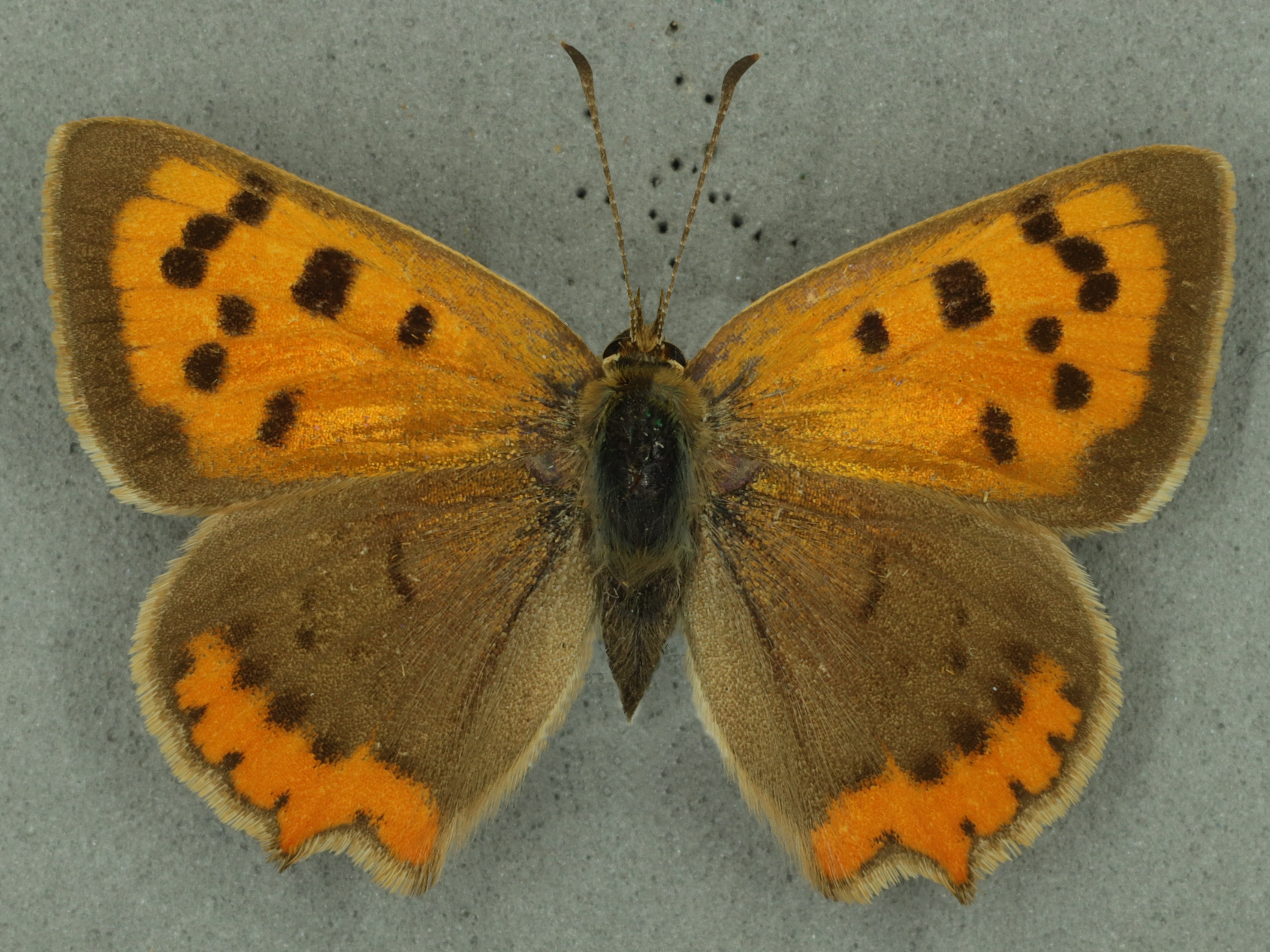 Small copper. University Museum of Zoology collection. Copyright University of Cambridge
