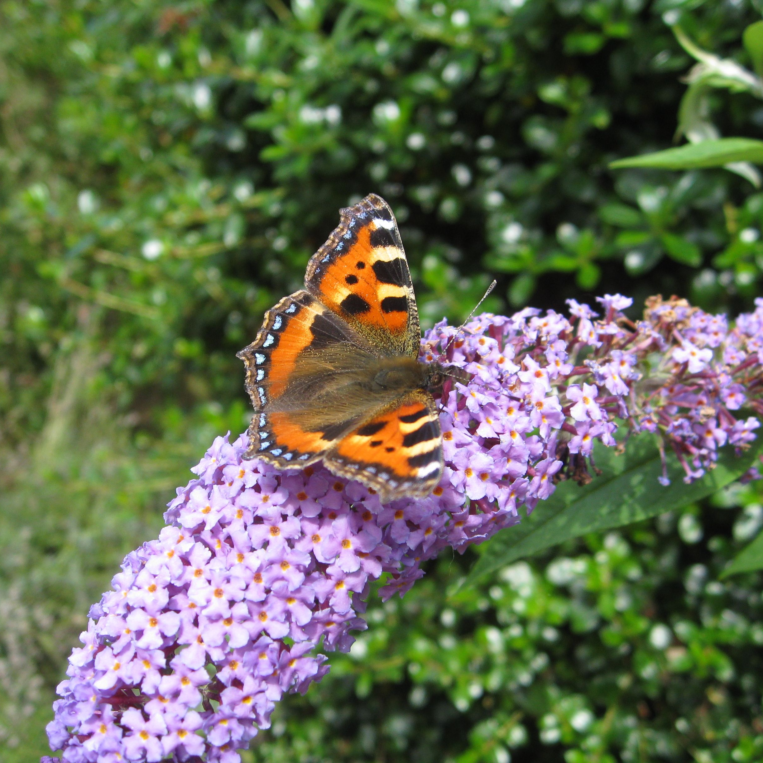 Small Tortoiseshell on flowers. Credit Ed Turner