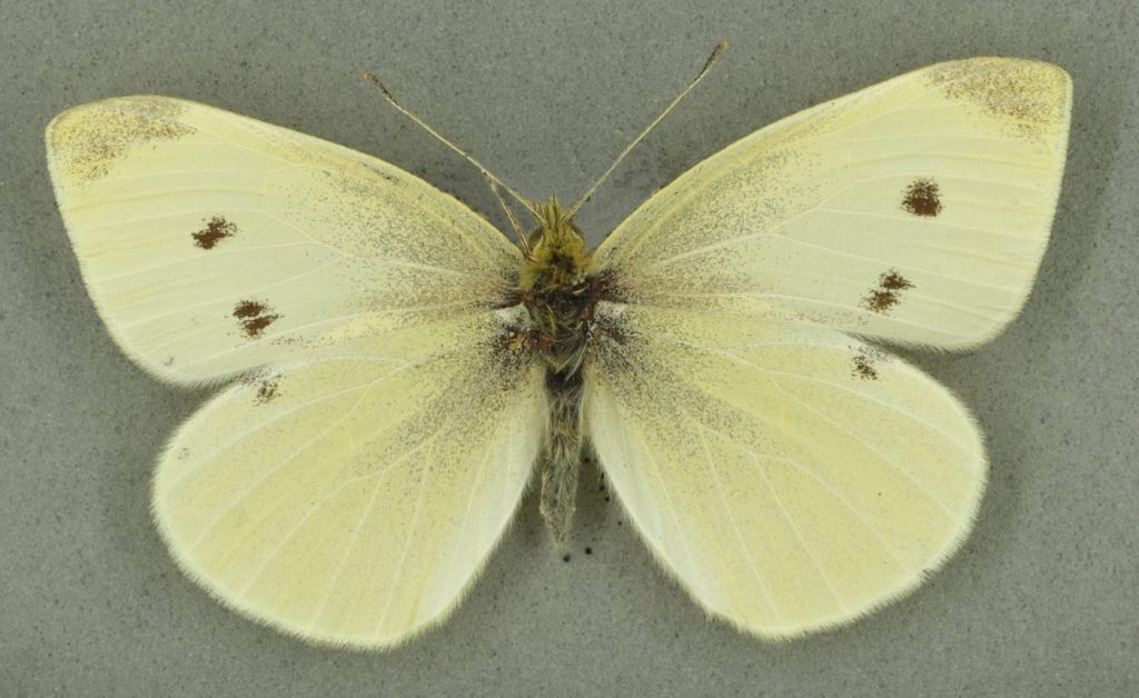 Small white, University Museum of Zoology collection. Copyright University of Cambridge