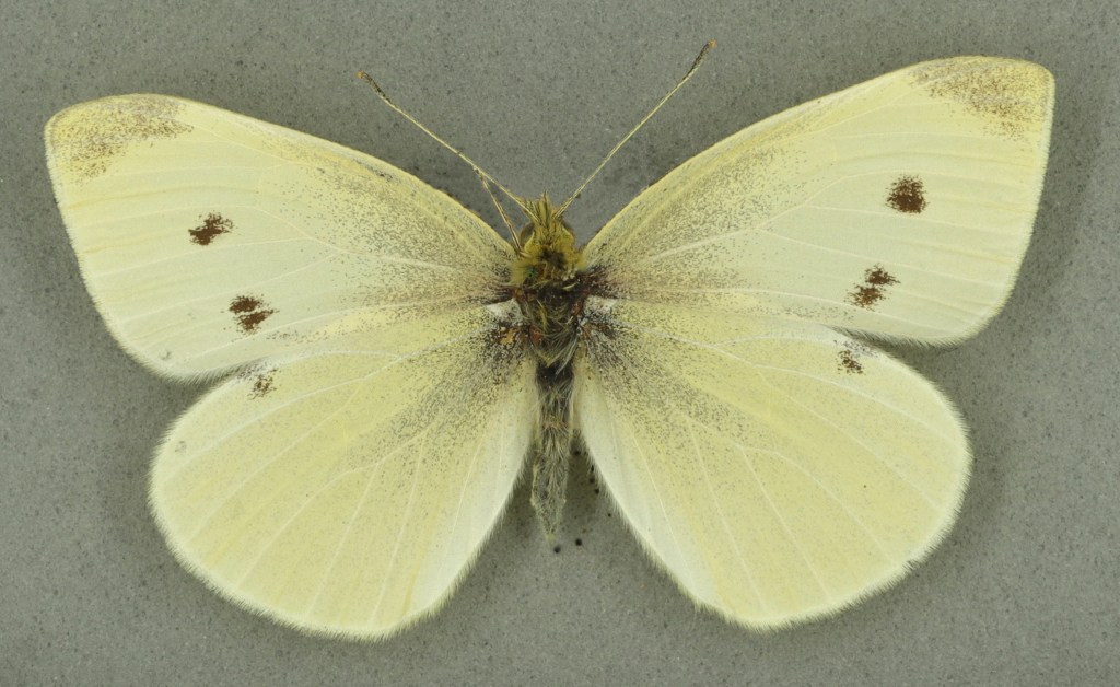 Small white, University Museum of Zoology collection. Copyright University of Cambridge