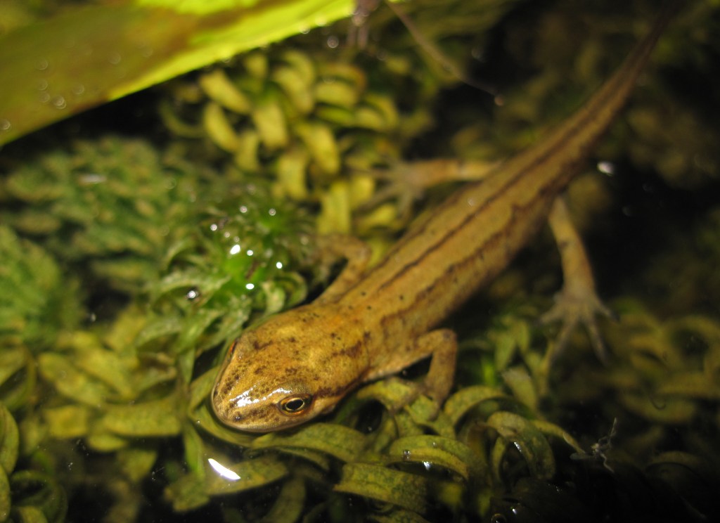 Photograph of a smooth newt