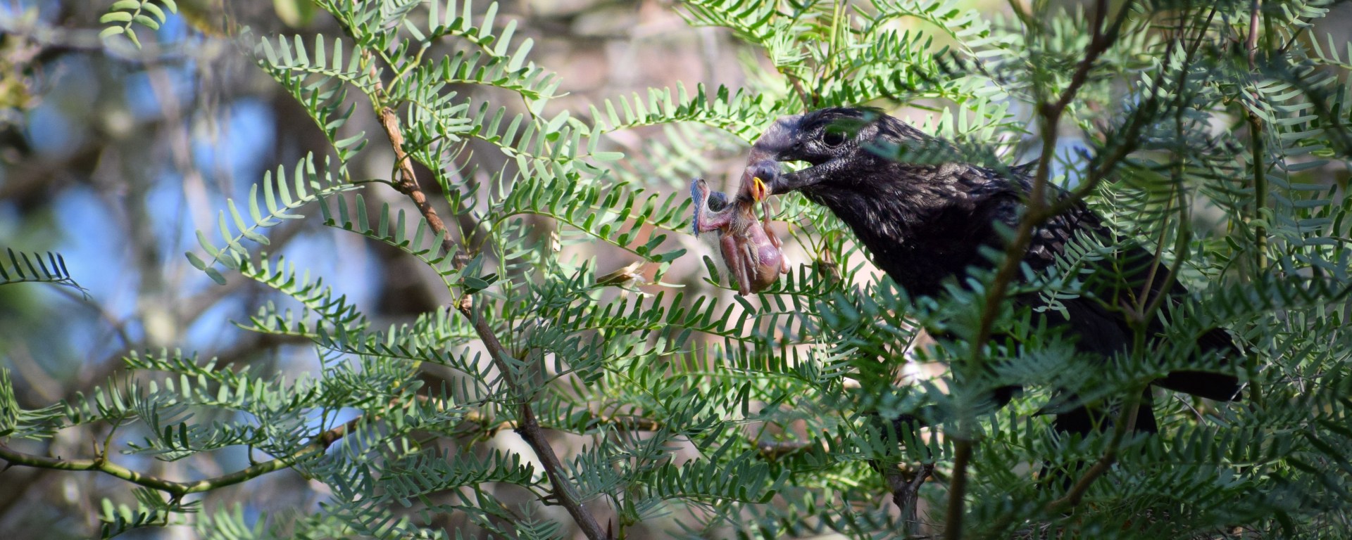 Smooth-billed ani eating chick. Credit J. Lynton-Jenkins