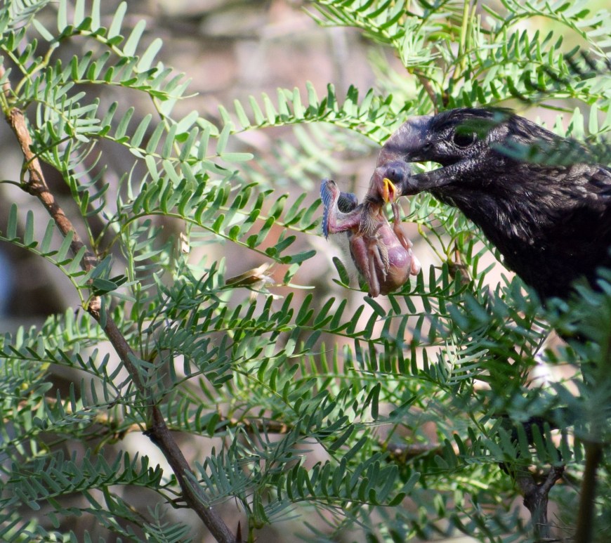 Smooth-billed ani eating chick. Credit J. Lynton-Jenkins