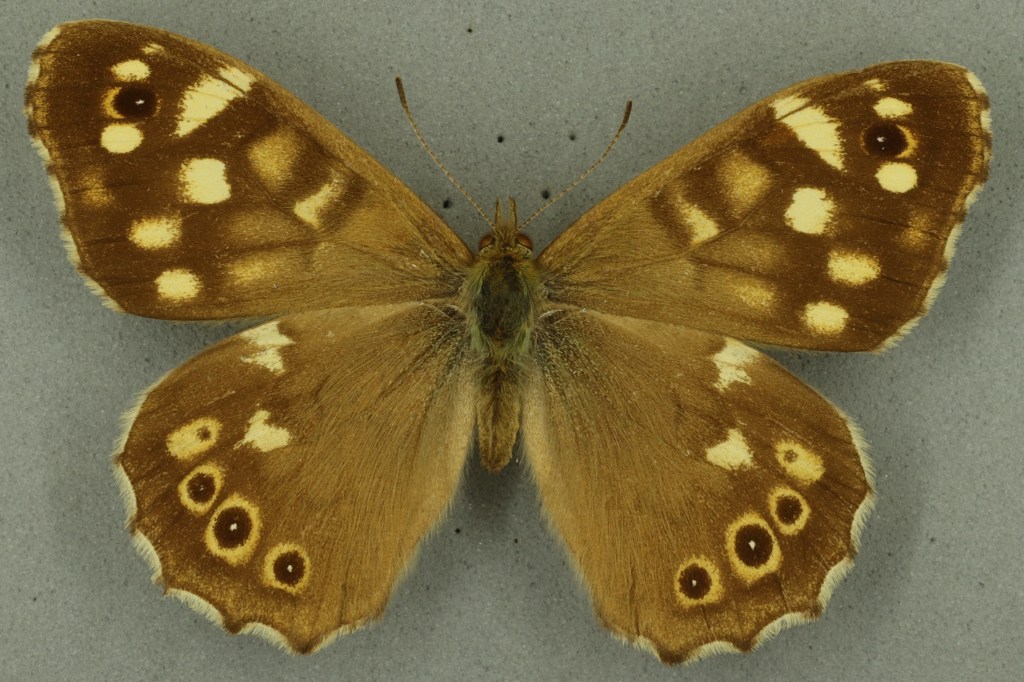 Speckled wood. University Museum of Zoology collection. Copyright University of Cambridge