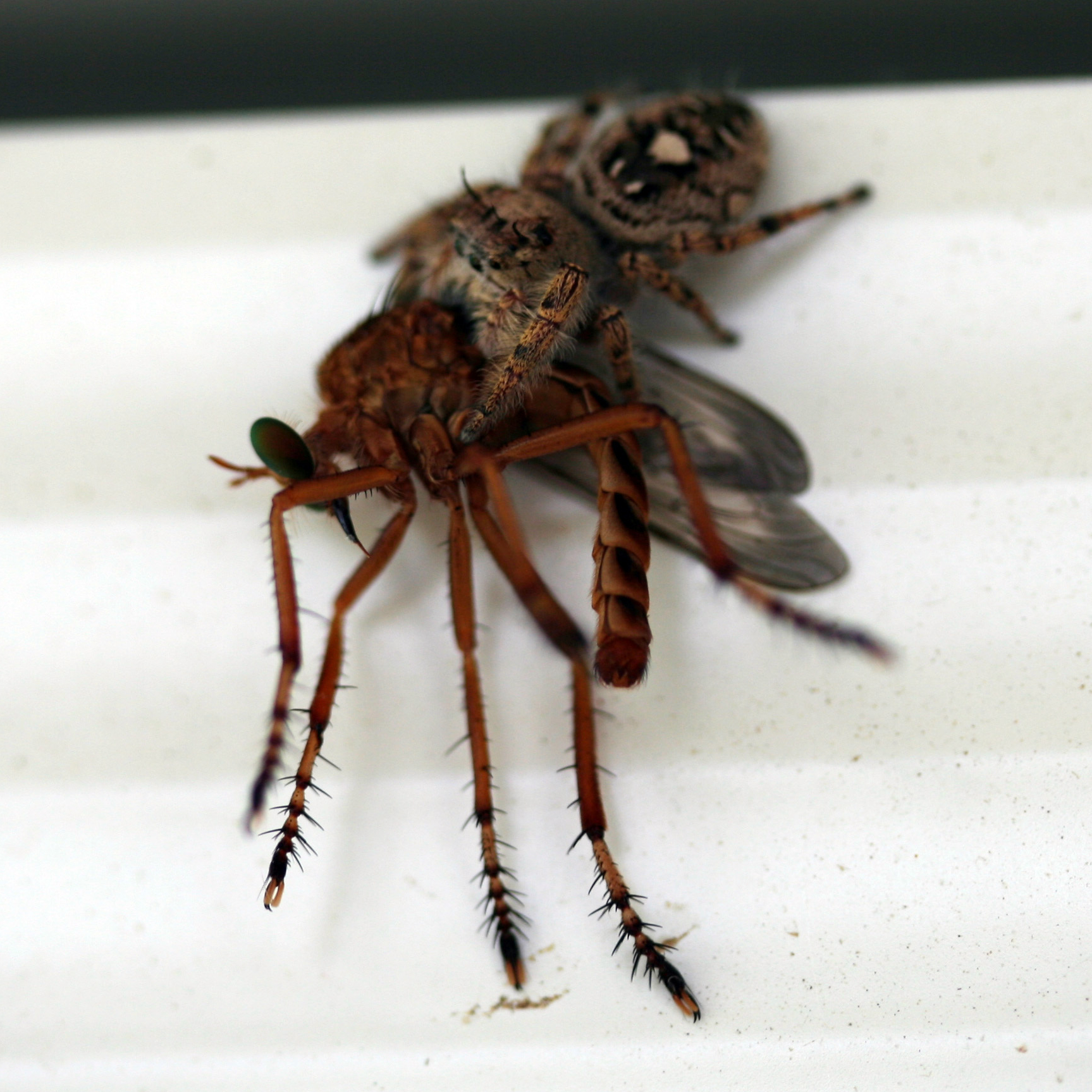 Jumping spider and mosquito