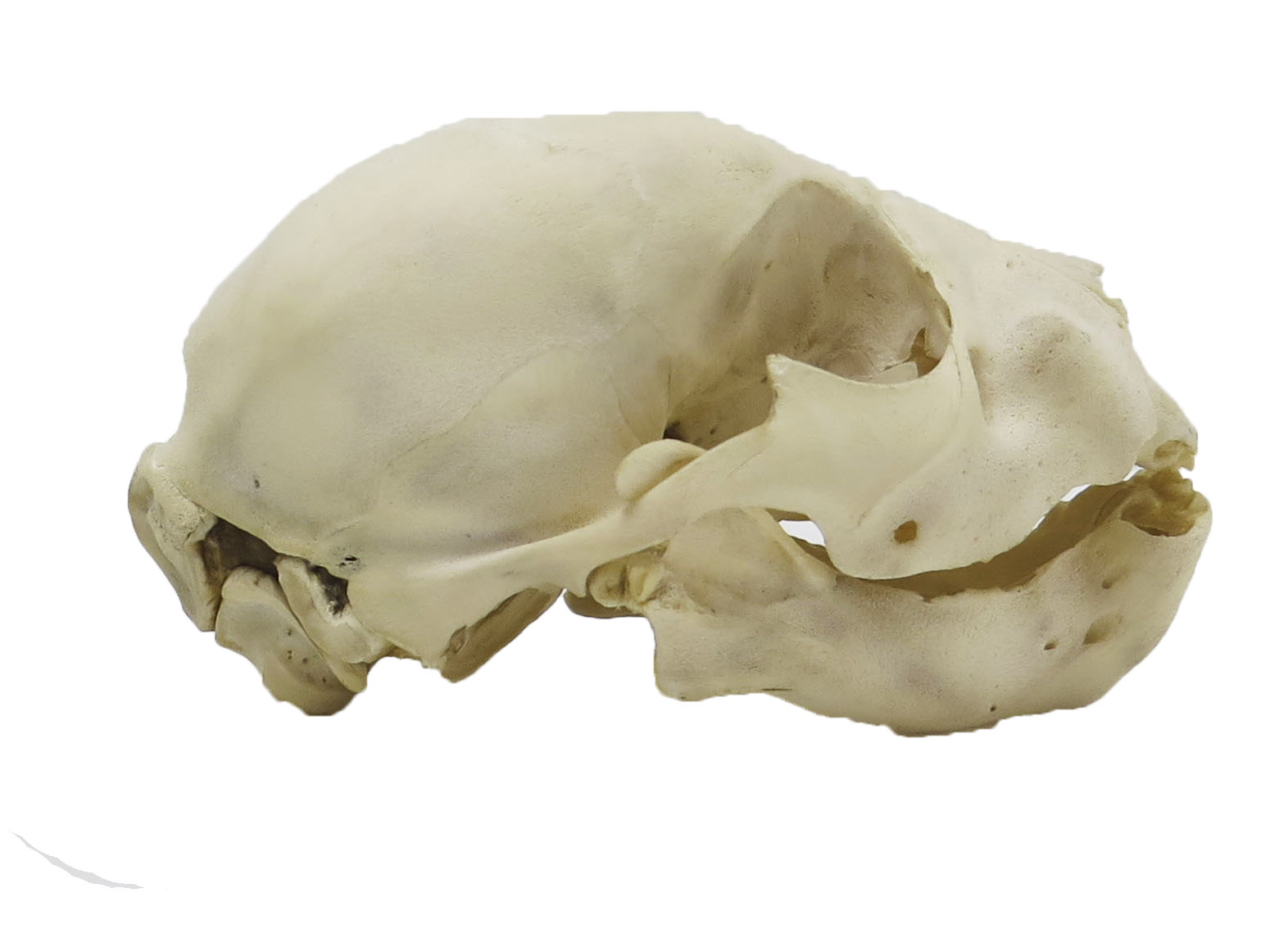 Photograph of the skull of a tiger cub