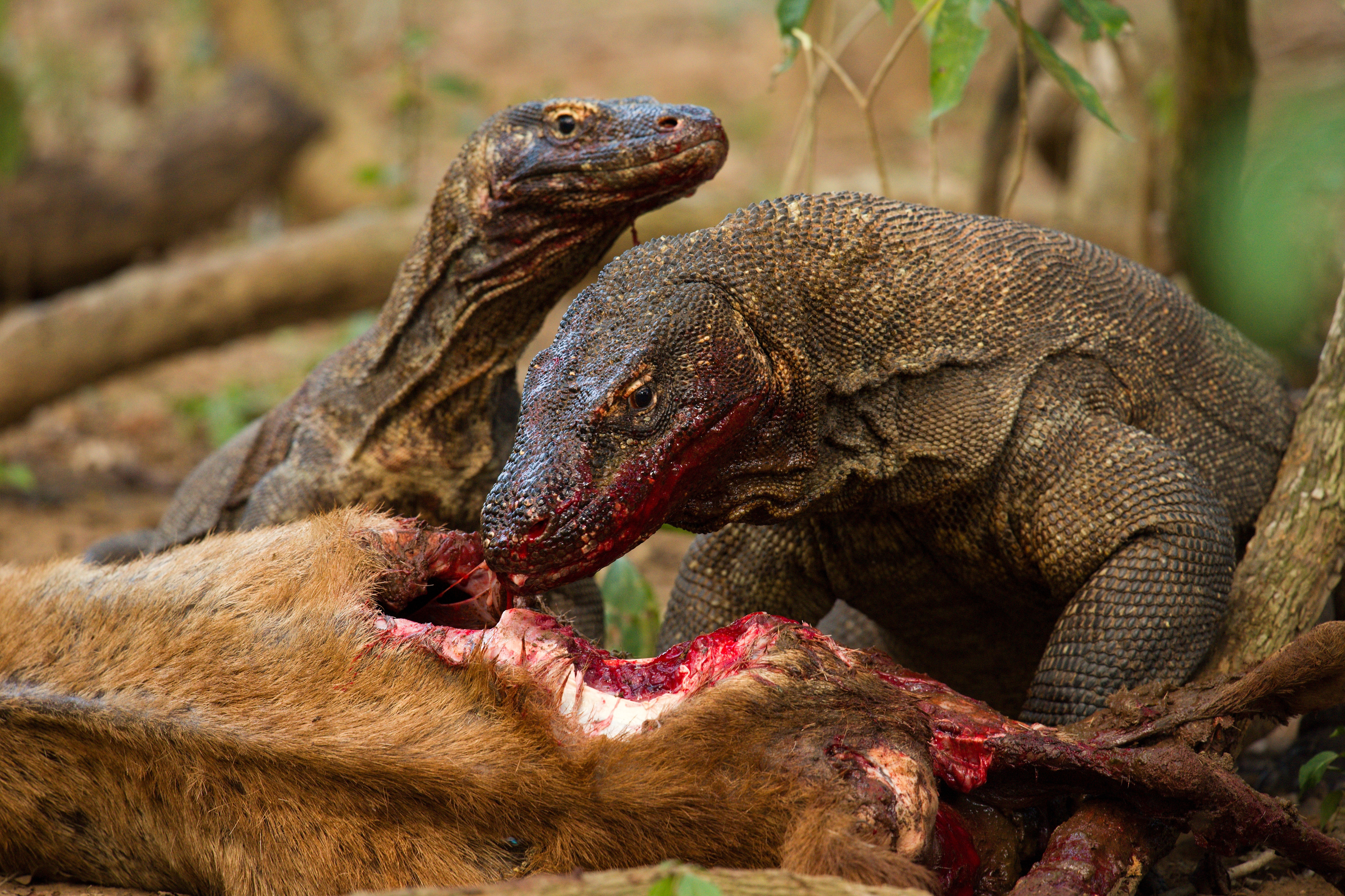 Komodo dragons eating deer, Varanus komodoensis. Image credit Nathan Rusli