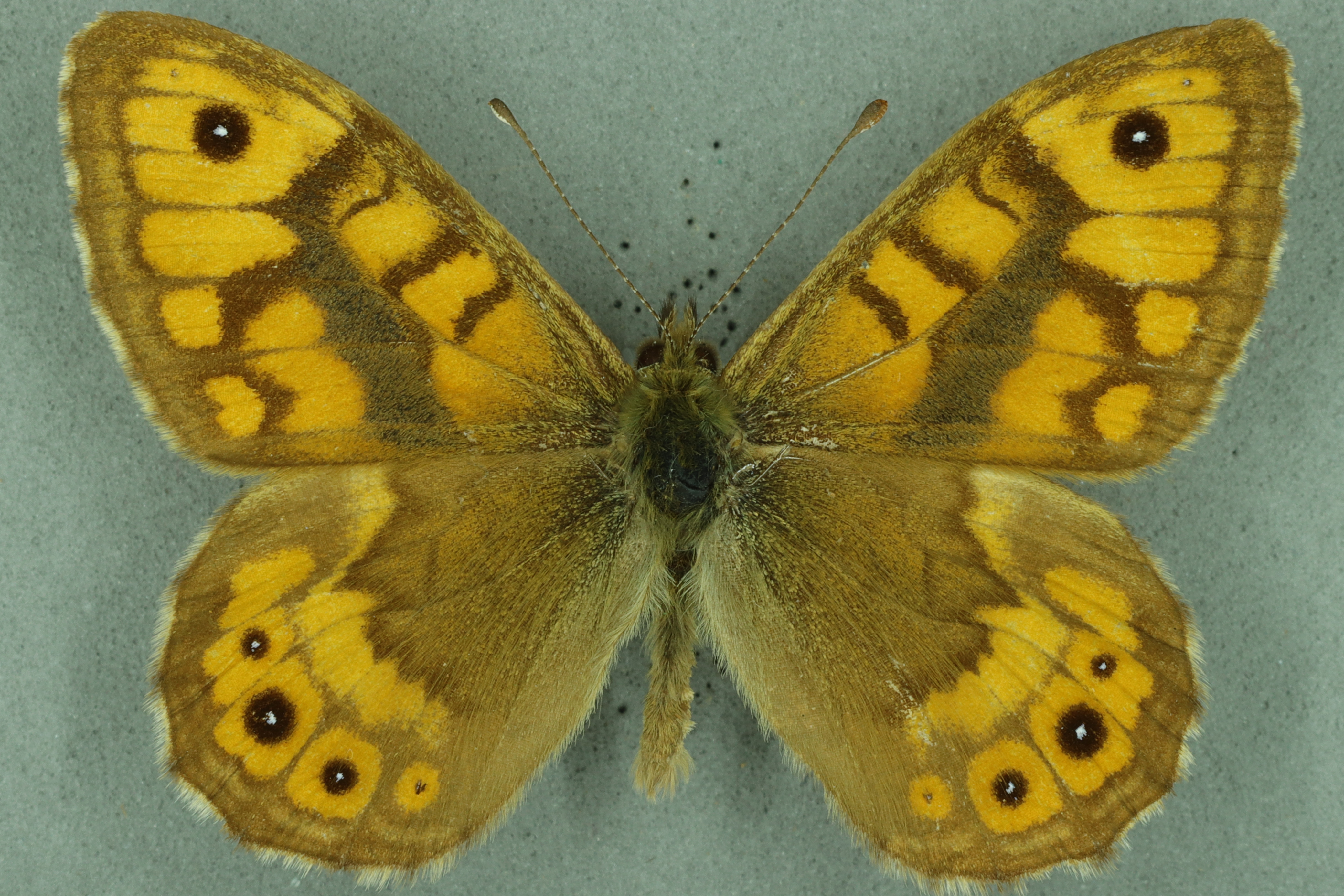 Wall. University Museum of Zoology collection. Copyright University of Cambridge