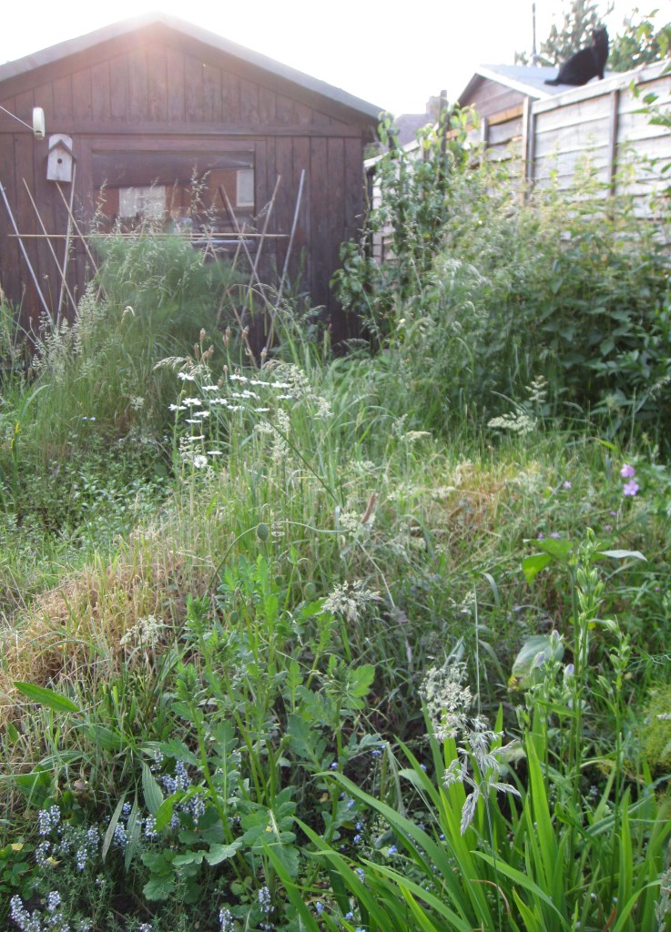 Wildlife garden. Credit Ed Turner