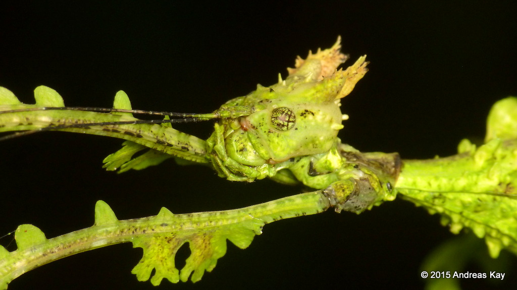 Close up photograph of a stick insect